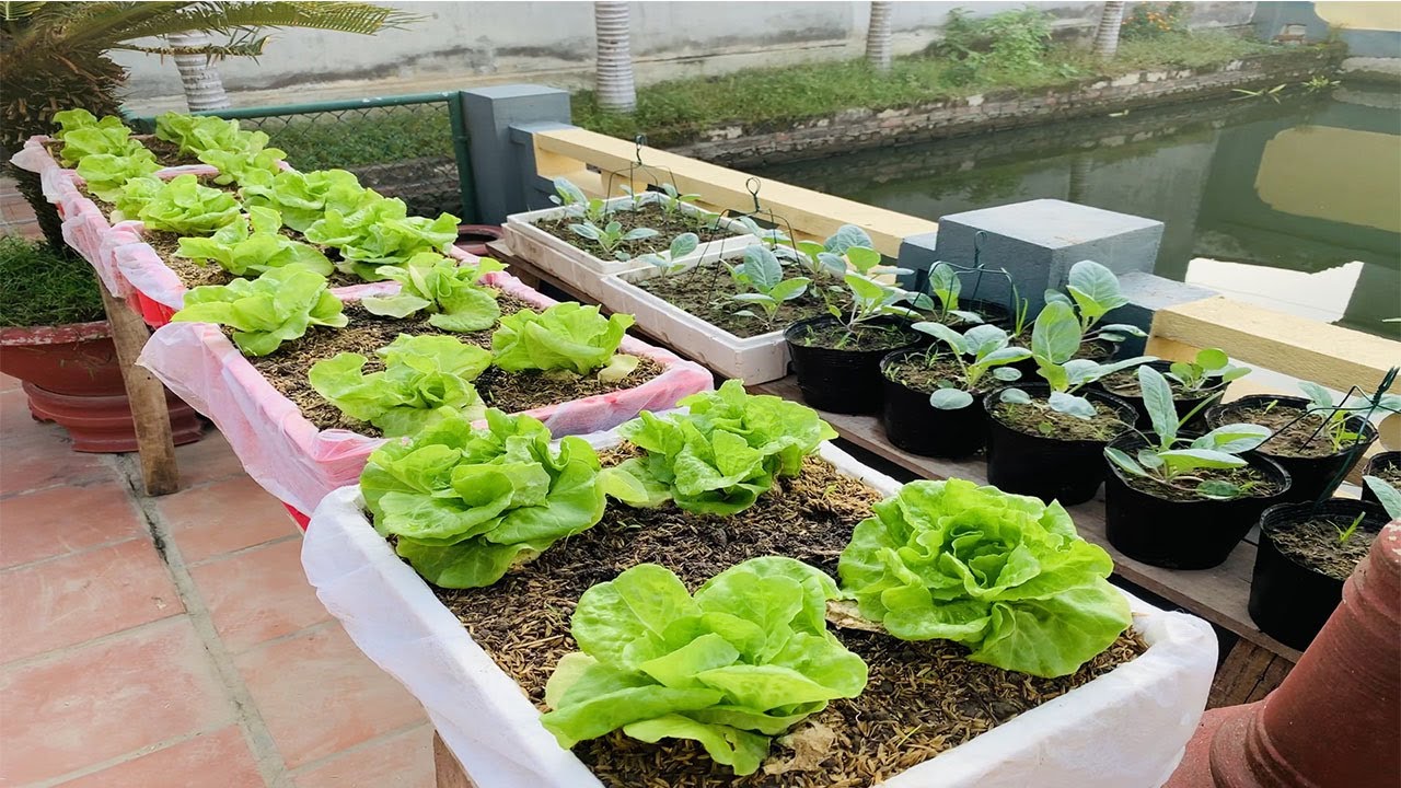 More ways to grow lettuce