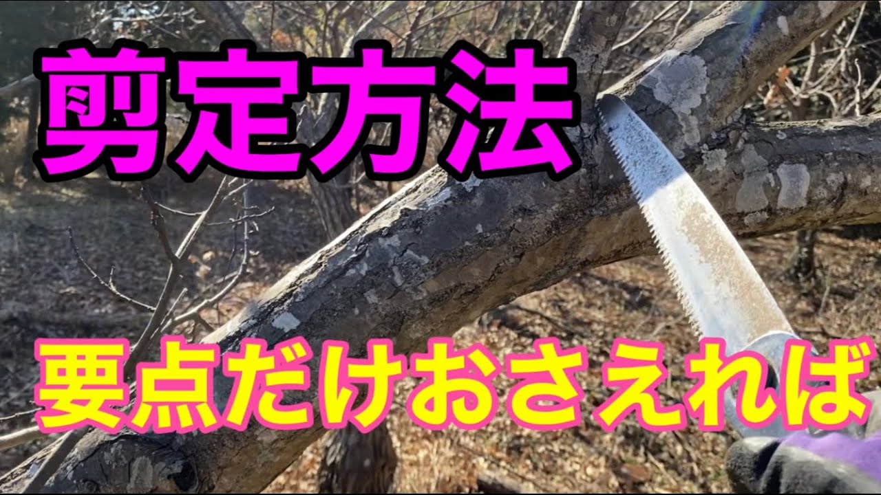 【栗の木剪定】難しいことはありません！重要なことだけ覚える！