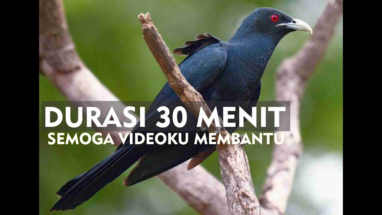 Suara Burung Tuwu Untuk Pancingan