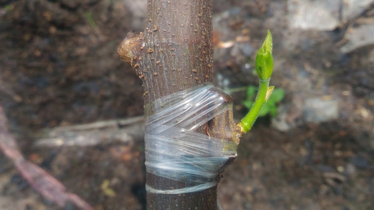 How to graft a tree? guava, durian, jackfruit grafting