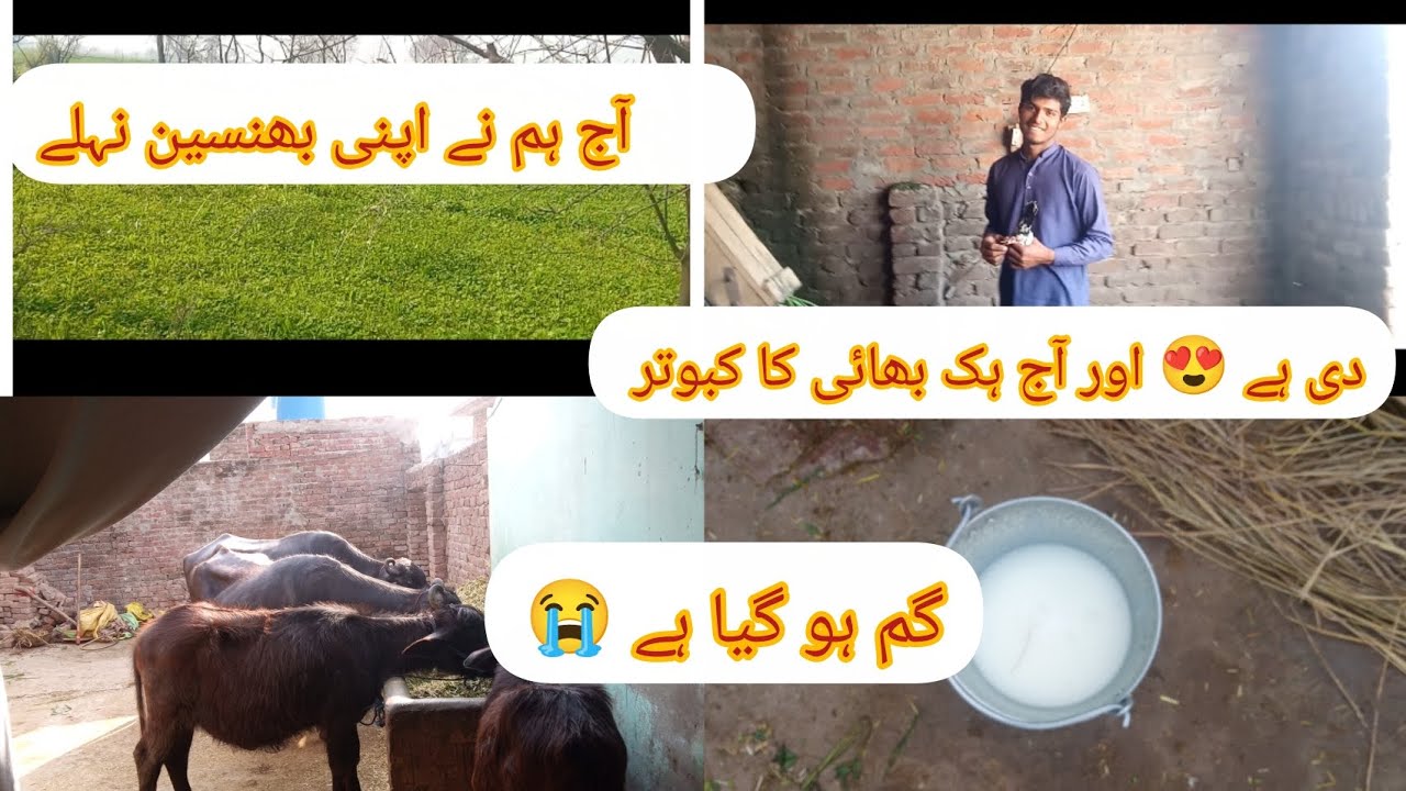 آج ہم نے اپنی بھنسین نہلے دی ہے 😍 اور ہک بھائی کا کبوتر گم ہو گیا ہے 😭 