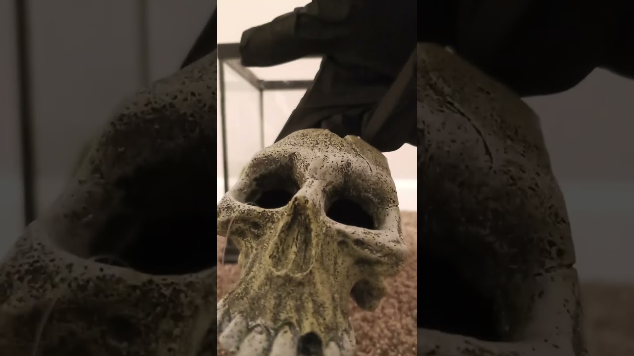 Blue's new enclosure 