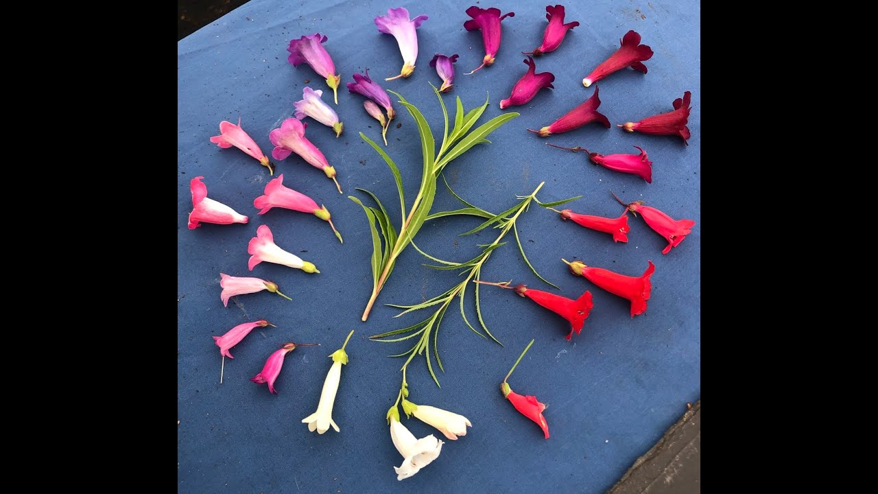 Rosy Hardys 7 favourite Penstemon