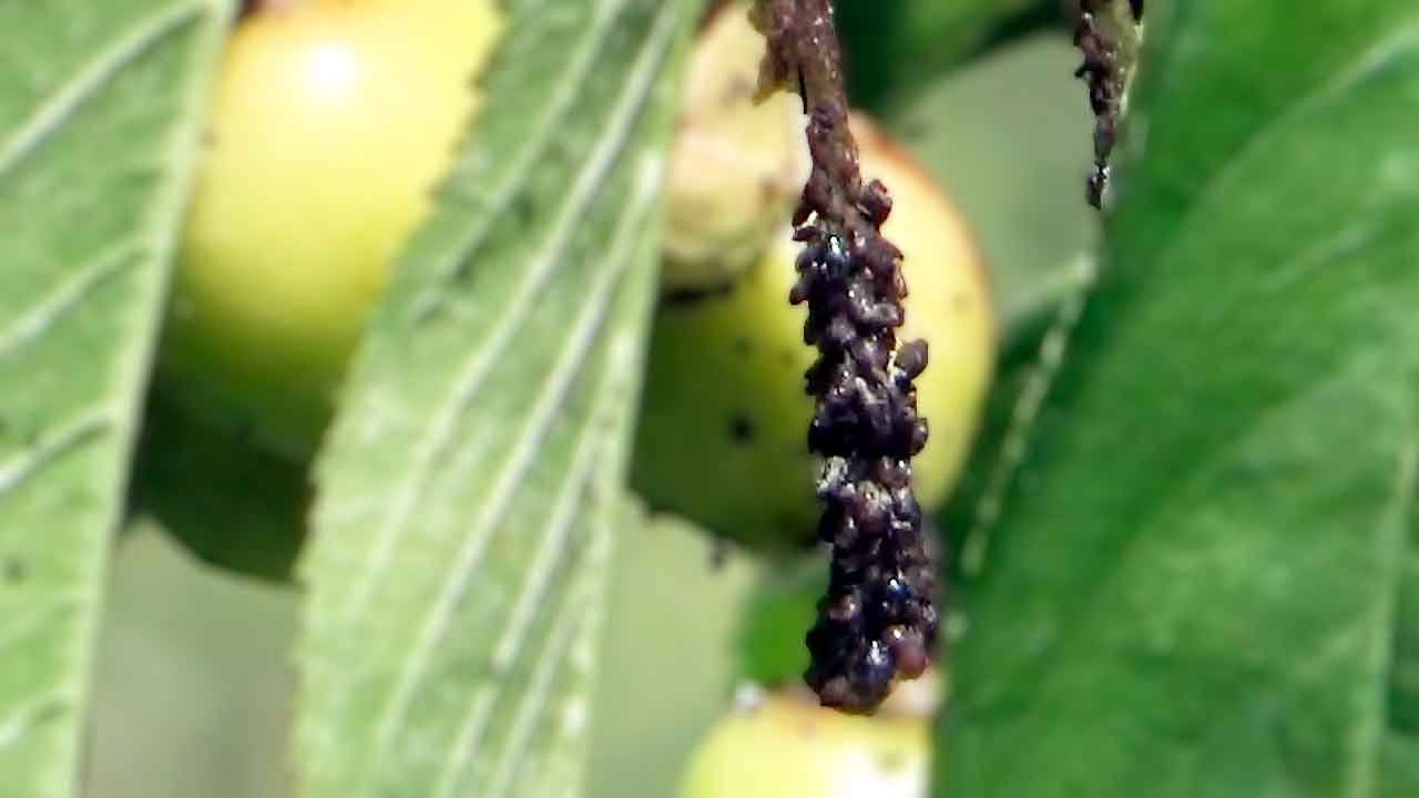 PLAGAS Y ENFERMADADES DE FRUTALES - observamos y aprendemos