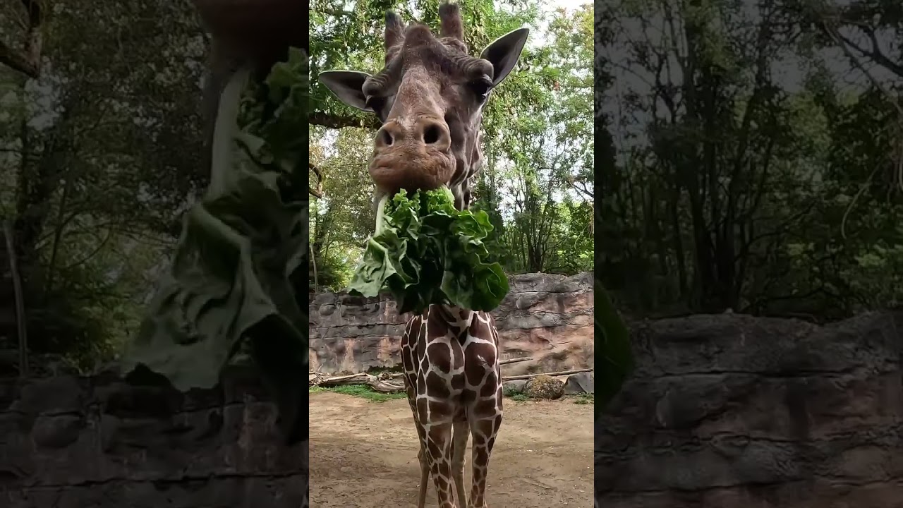 Giraffe eating lettuce 🥬🦒