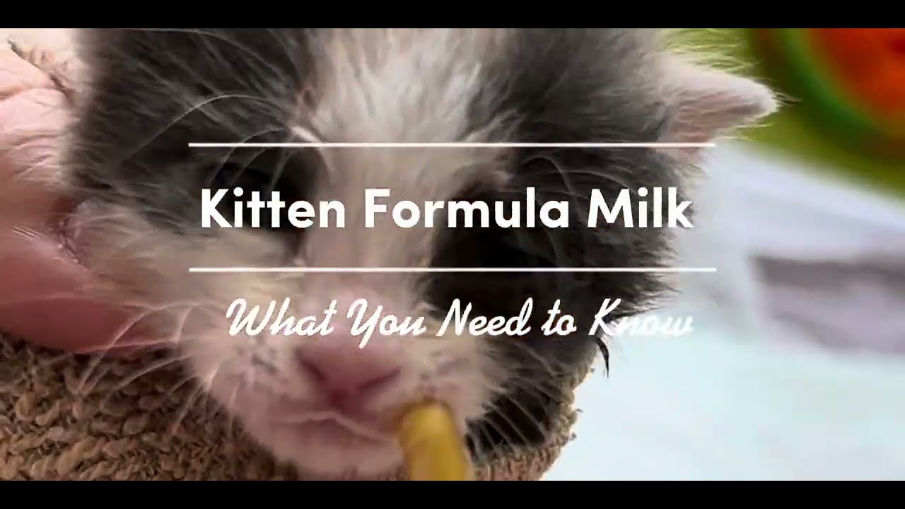 Kitten Formula Milk &ndash; What You Need to Know
