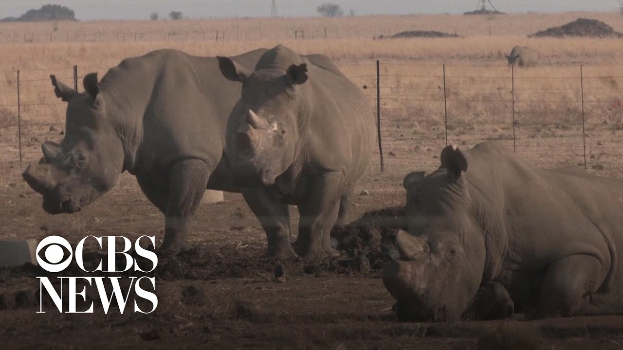 Upside-down rhinos win scientists Ig Nobel prize