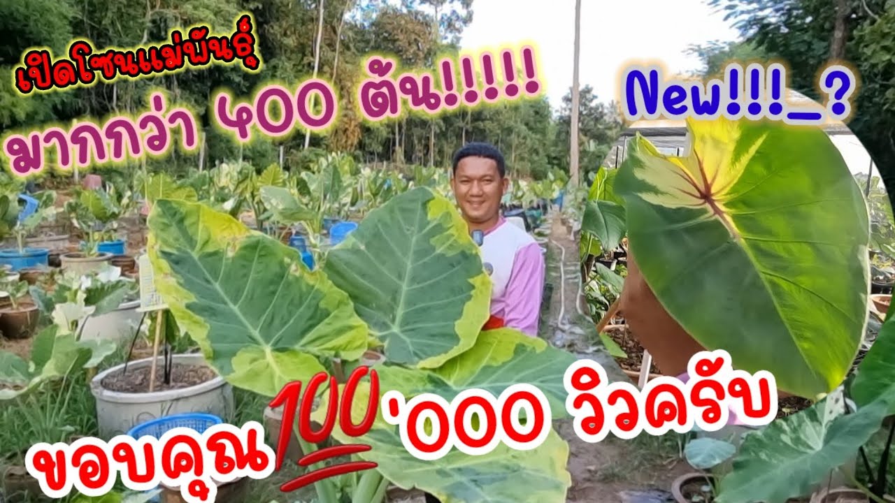 ชมอโลคาเซีย&โคโลคาเซีย ที่สวนลับกลางหุบเขา | วาวา ป่าสัก