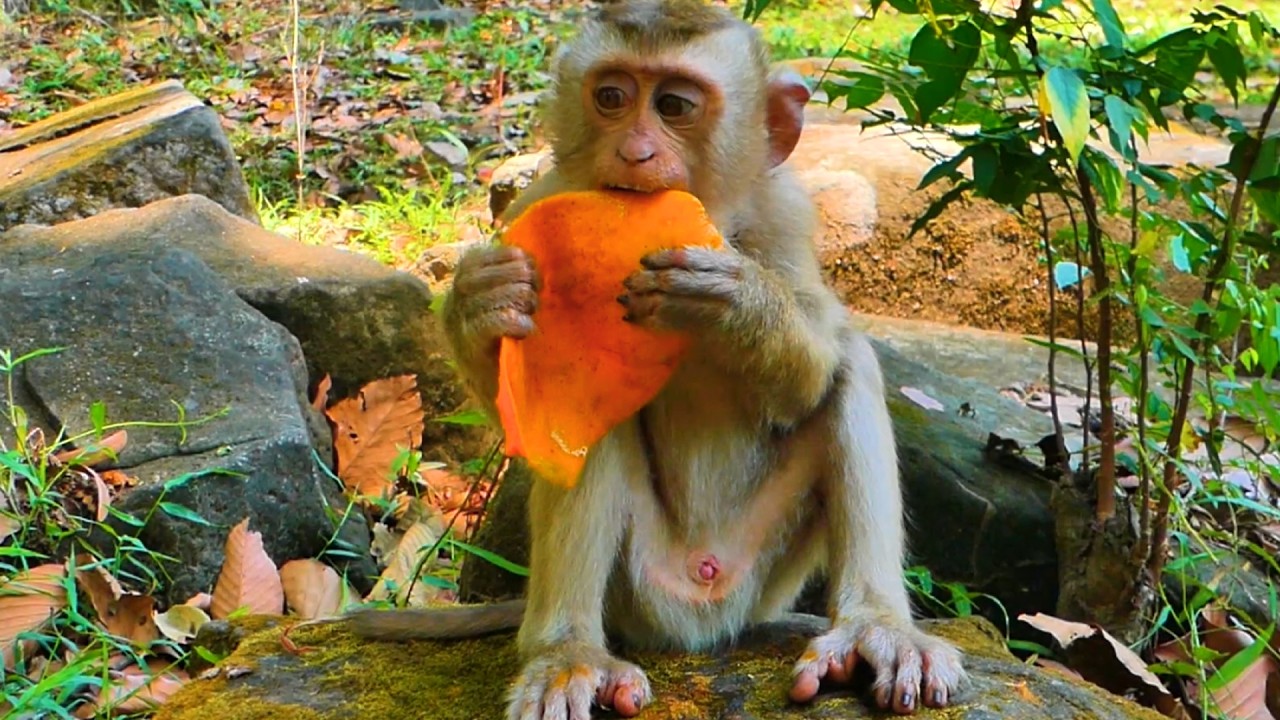Adorable Baby Monkey Tinky Enjoys Fresh Mango 🥭 Cute Morning Feeding Time
