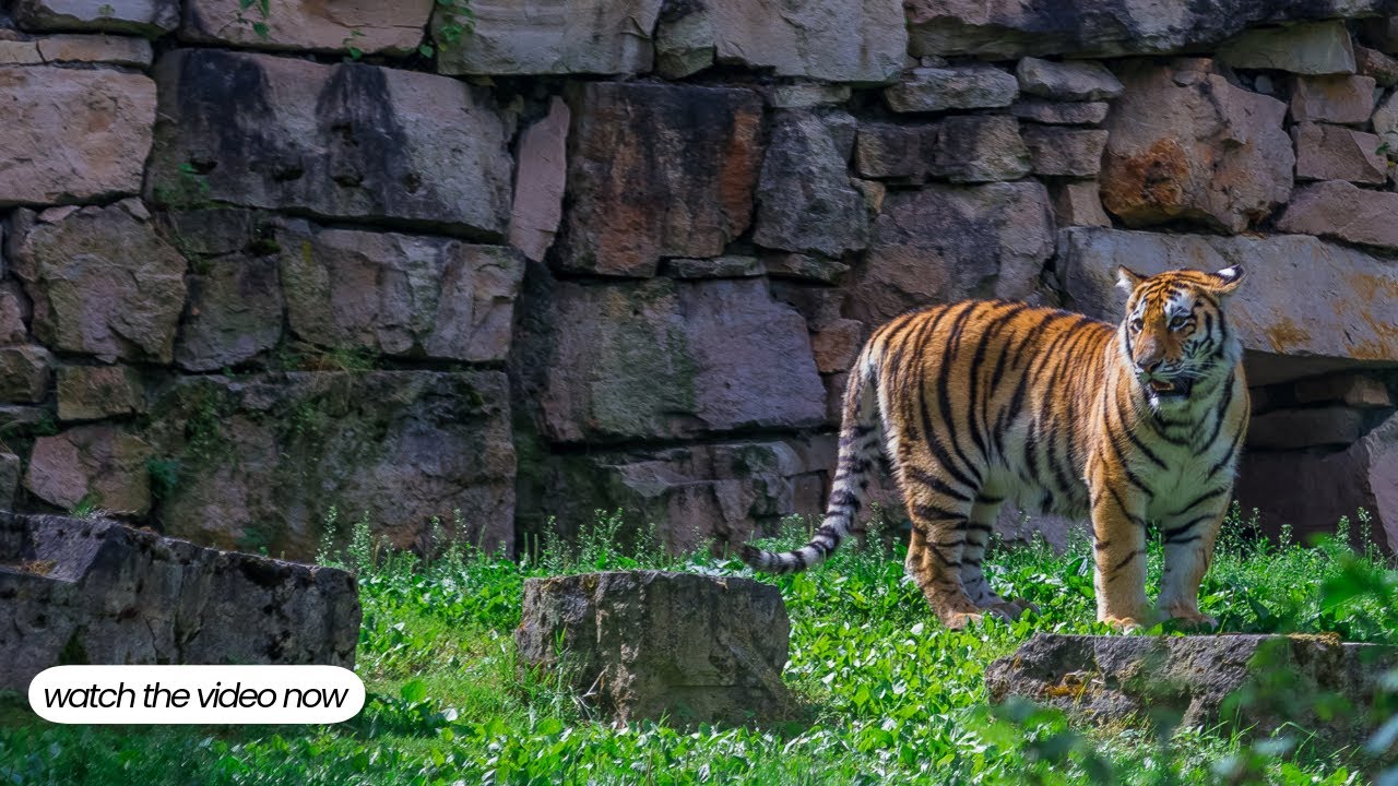 Tigers 🐅  #wildlife  #animals @rajyalakshmi21