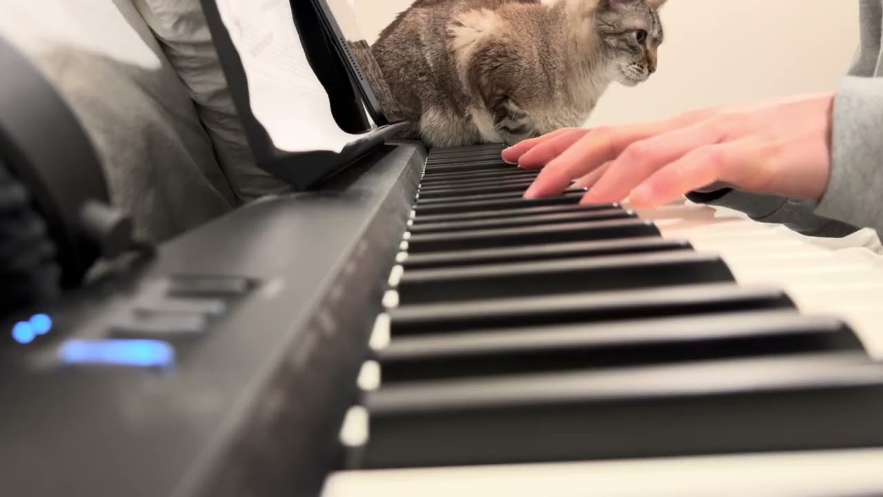 cat said no
