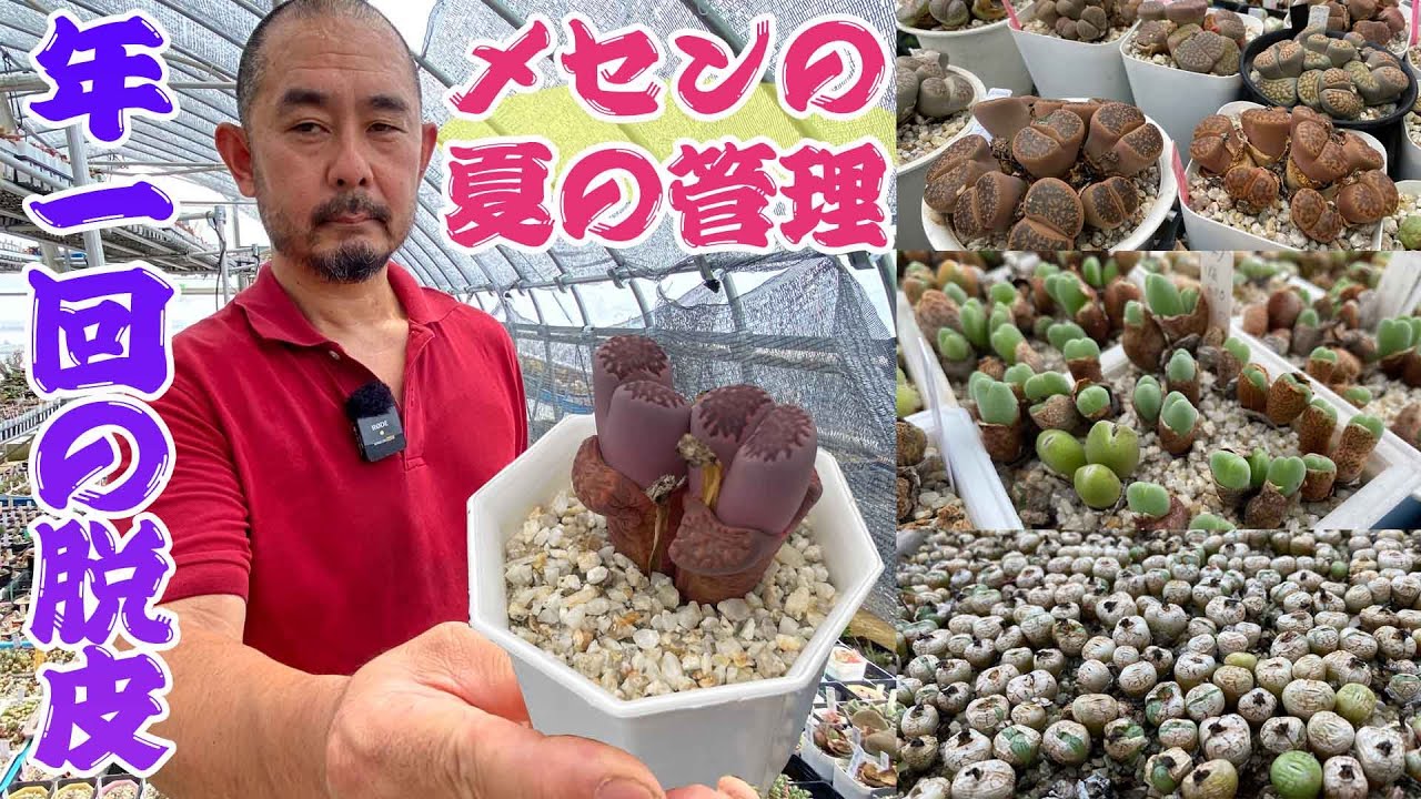 【山城愛仙園】多肉植物「リトープス」「コノフィツム」などメセンの仲間は脱皮で株を更新する【山城智洋】