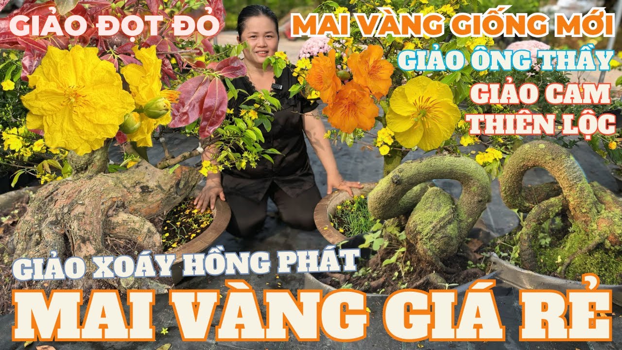 24-02 CHỊ THANH TRÀ Giao Lưu Mai Vàng Giá Rẻ, Giảo Cam Thiên Lộc, Gió Tây Ninh... • THÀNH TRỌNG LÊ