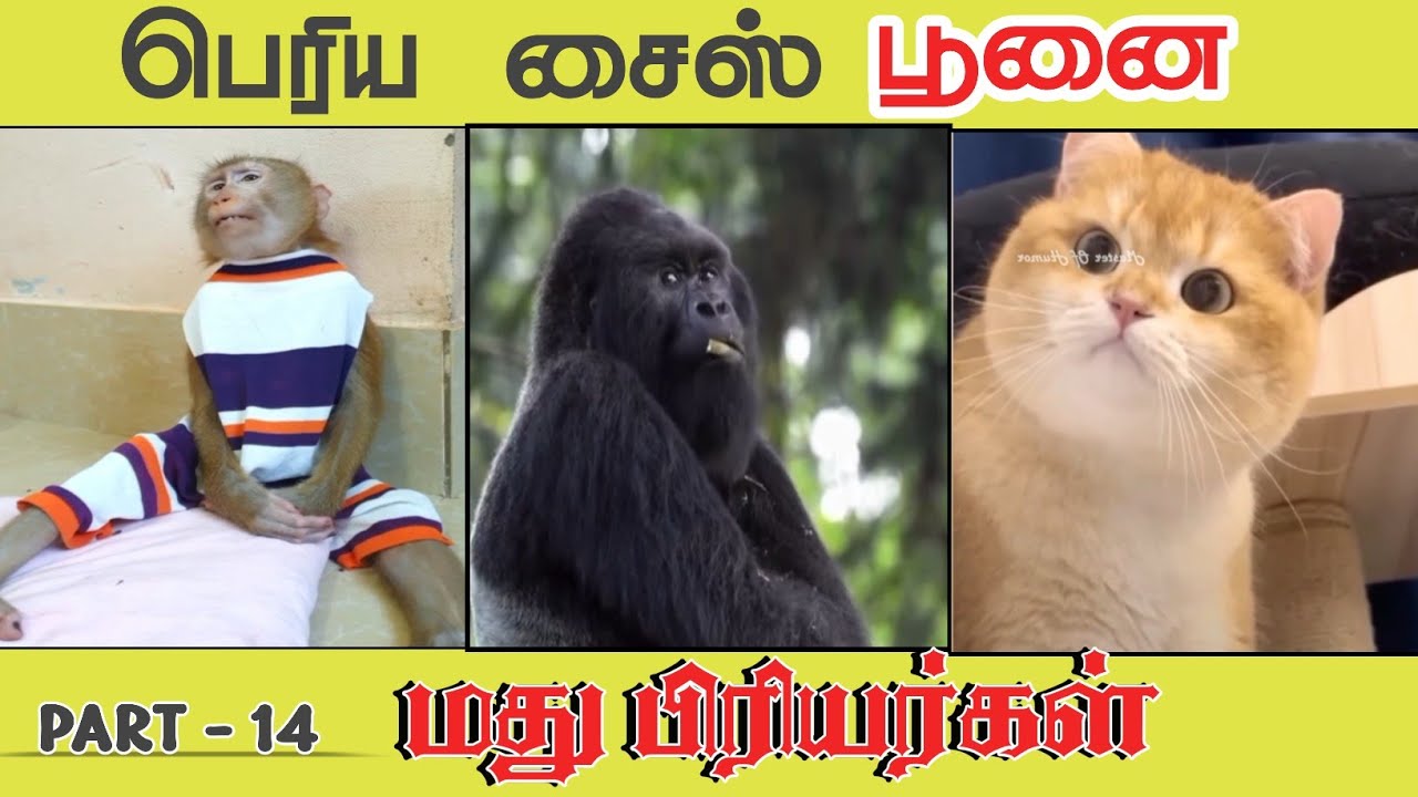 Part -14 || மண்டை கோளாறு புடிச்சவனே 😂😂😂 #@MasterofHumorMH 