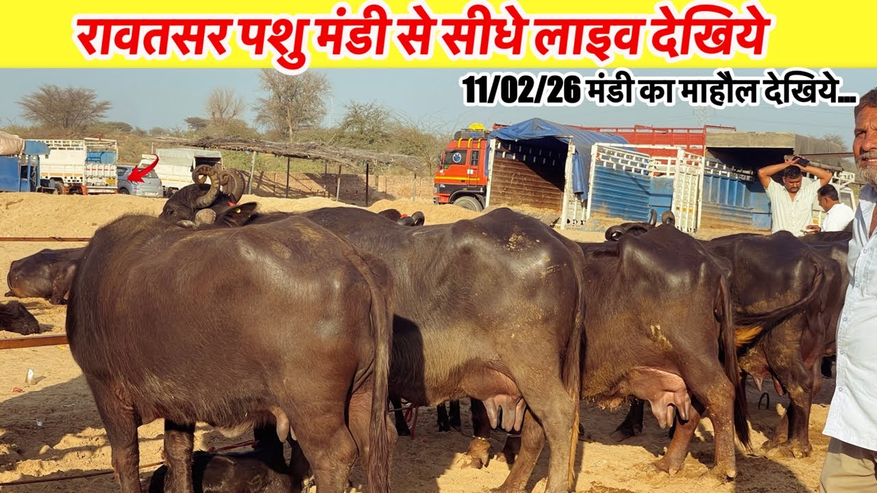 रावतसर पशु मंडी से सीधे लाइव देखिये 11/02/26 को माहौल कैसा रहा.VINU KINEWS is live