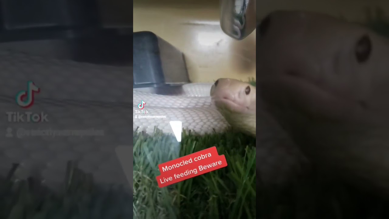 monocled cobra #love #africa #trending #wildlife #wildlifeanimals #venom #albino #asia #captivebred