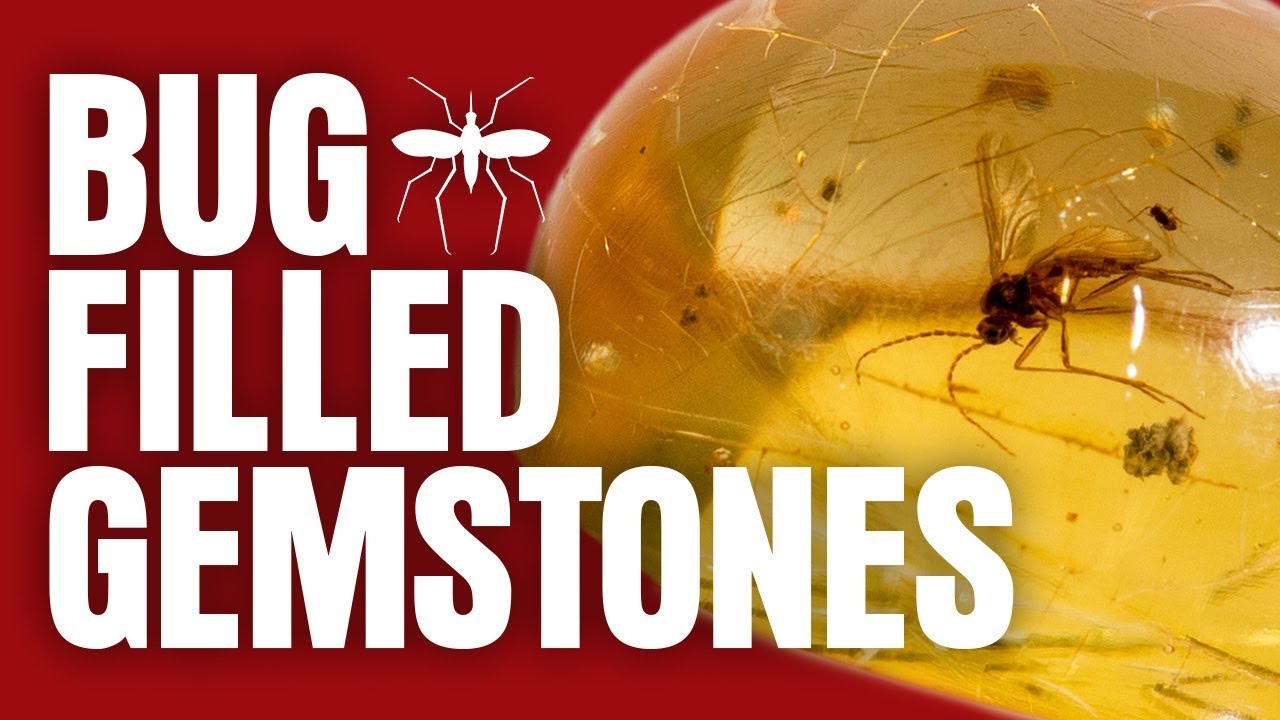 BUG FILLED Gemstones! (All About Amber)
