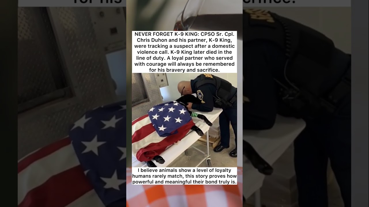 A True Hero Never Forgotten 🐾 #hero #respect