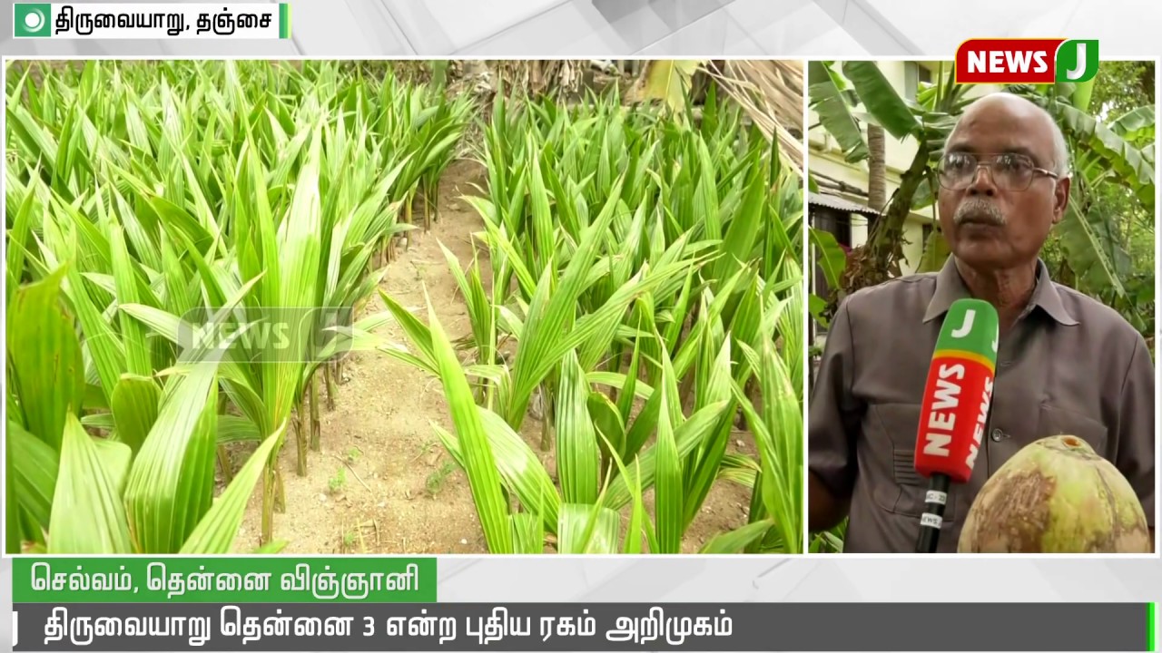 திருவையாறில் தென்னை 3 என்ற புதிய ரகம் கண்டுபிடிப்பு