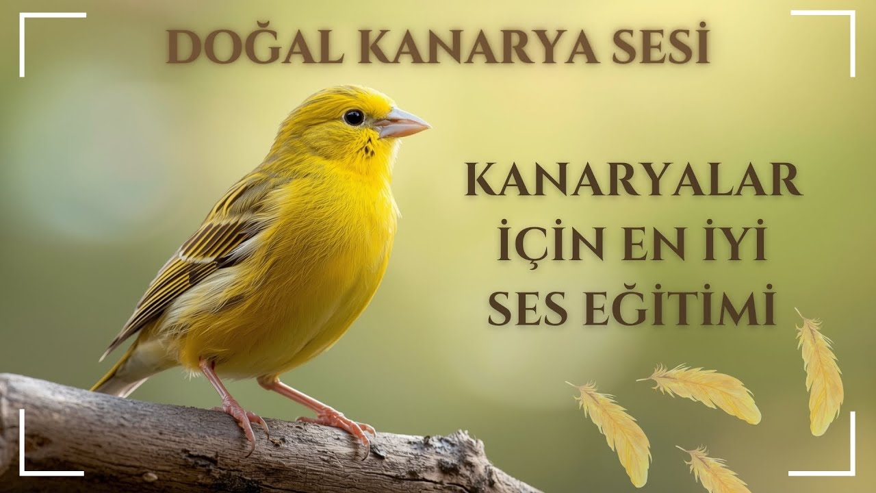 Doğal Kanarya Sesi | Kanarya Ötüş Eğitimi