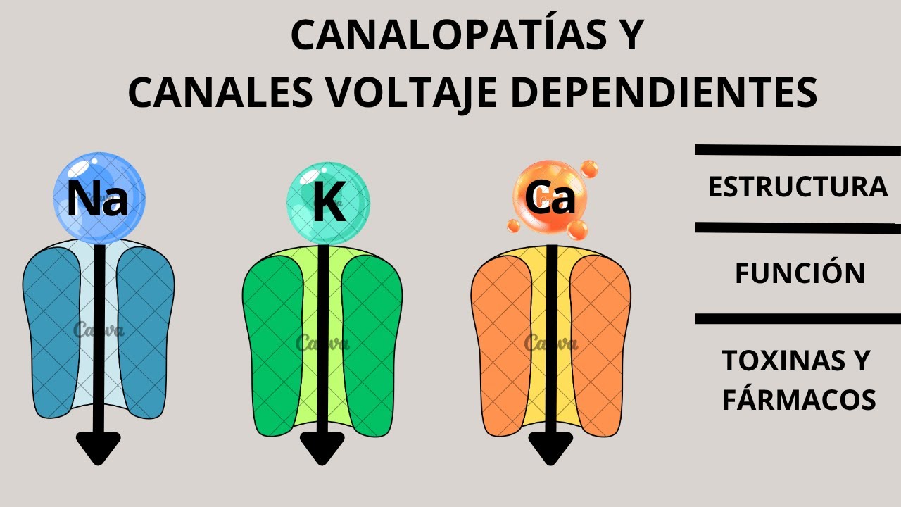 CANALES VOLTAJE DEPENDIENTES Y CANALOPATÍAS (Fisiología celular)