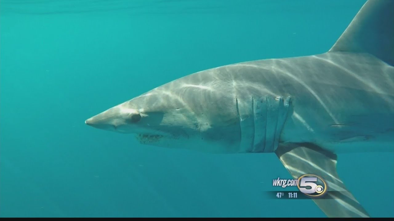 Diver Confronted by Monster Mako Shark
