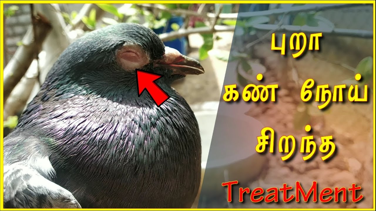 🕊️🕊️புறா கண்நோயை சரிசெய்ய இந்த ஒரு மாத்திரை போதும் || Pigeon eye Disease Treatment ||