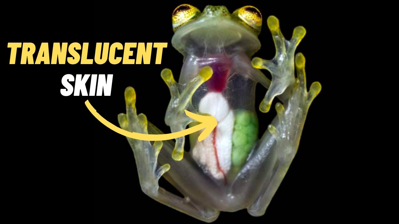 Close-Up: Glass Frog