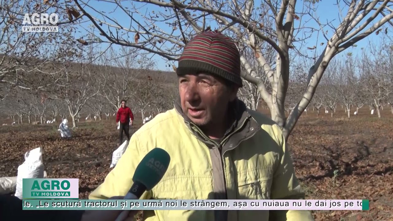Prețul la miezul de nucă va fi mai mare față de anul trecut – AGRO TV News
