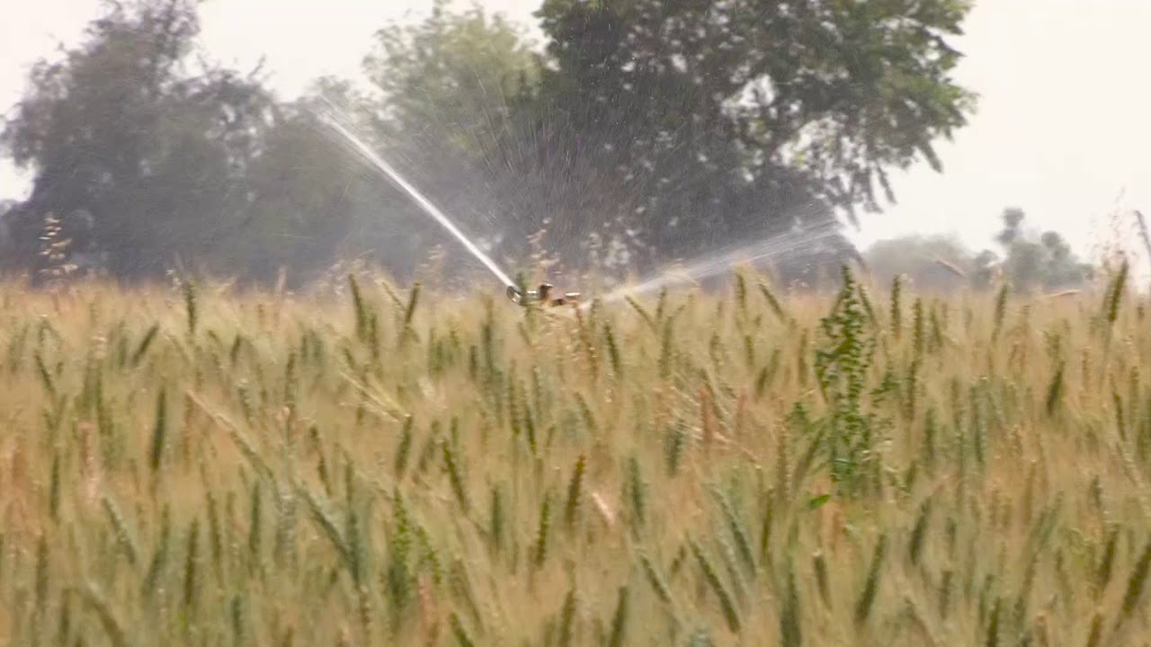 Wheat cultivation in India| wheat cultivation video 2018| Cultivation of wheat in India| the thaat