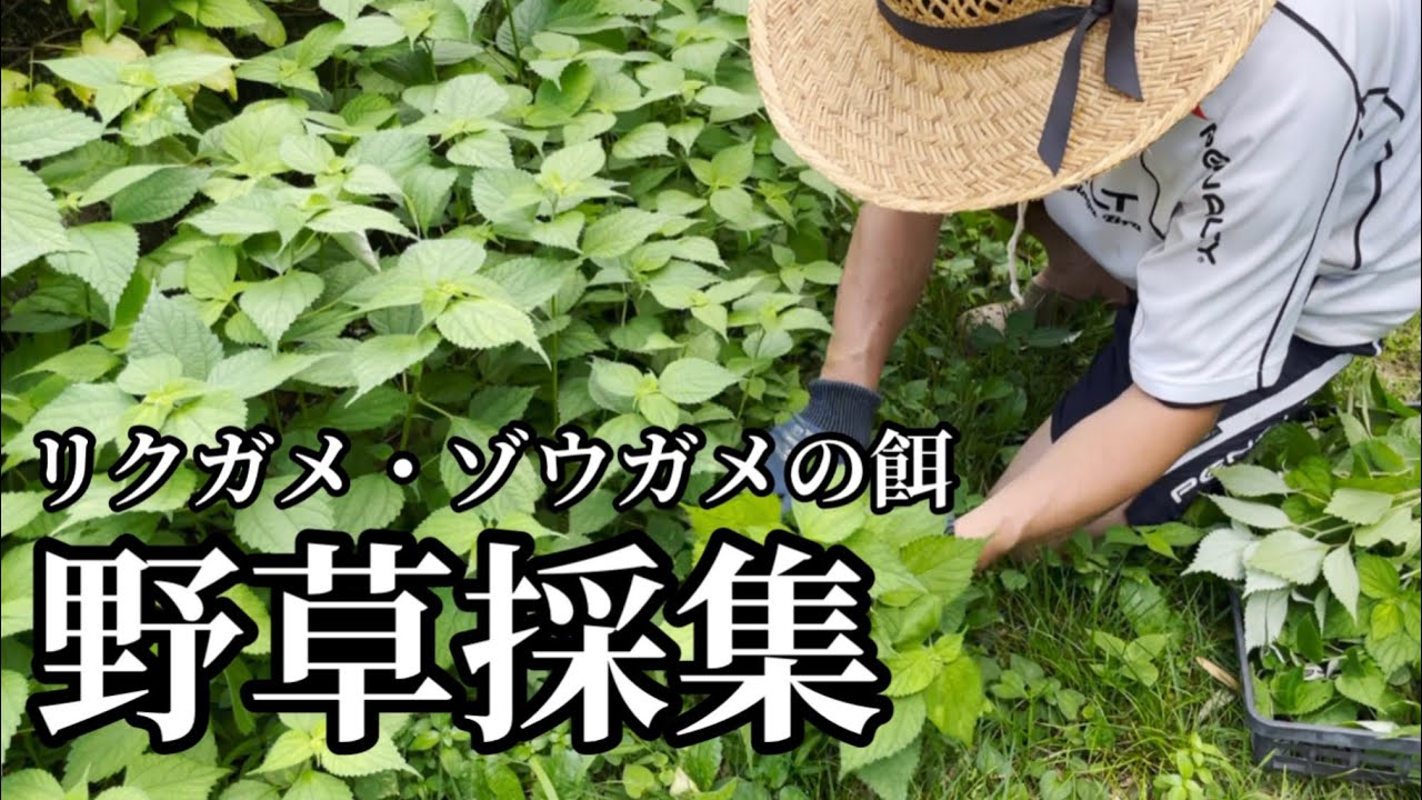 【野草採集】ゾウガメ・リクガメの餌【野草はメリットいっぱい】2021年7月