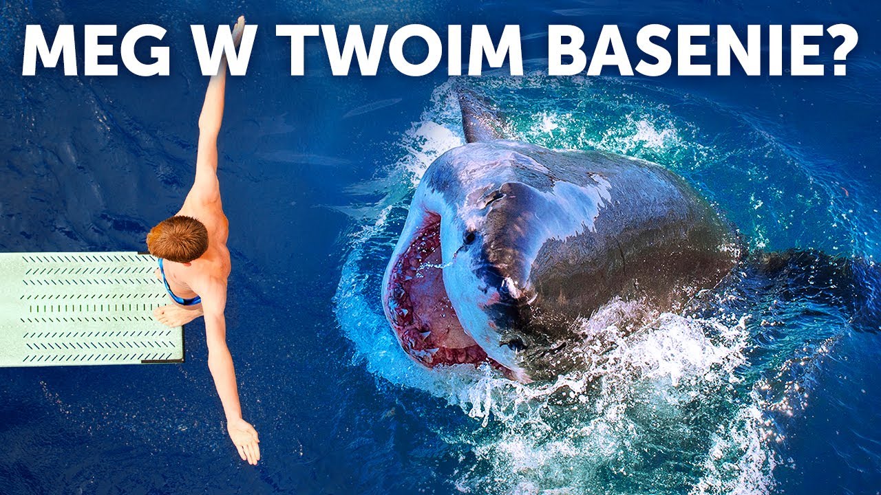 A gdybyś wpadł do basenu, w którym pływa megalodon?