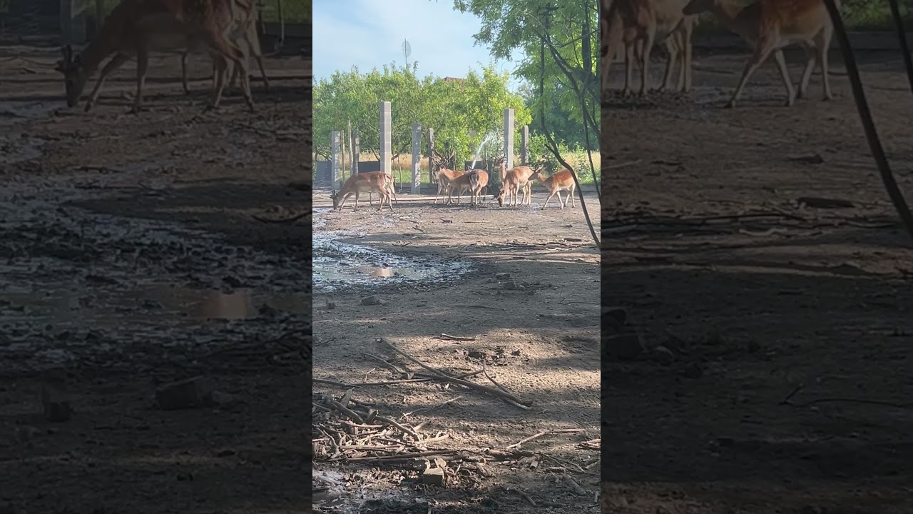 Deers, they splash💦🦌🙈 