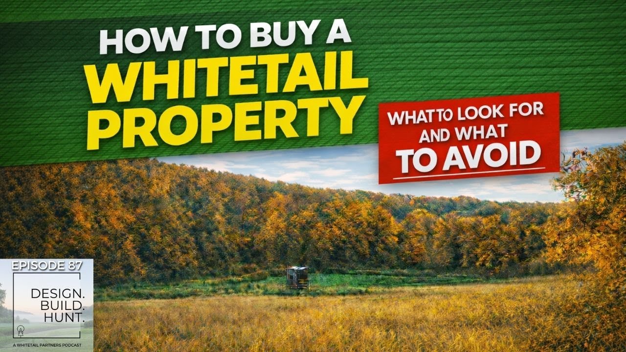 Как купить недвижимость, где обитает белохвостый олень | На что обратить внимание и чего избегать