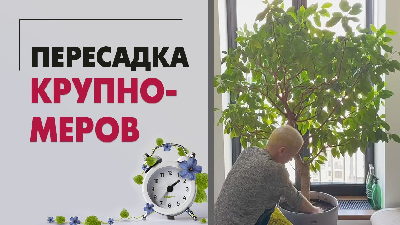Пересадка крупномеров из горшков ЛЕЧУЗА | Смотрим и нюхаем, что произошло внутри за пару лет