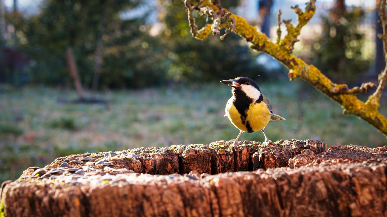 4K Birds ( Great tit) Relaxing Music Video Slow Motion Birds Eating