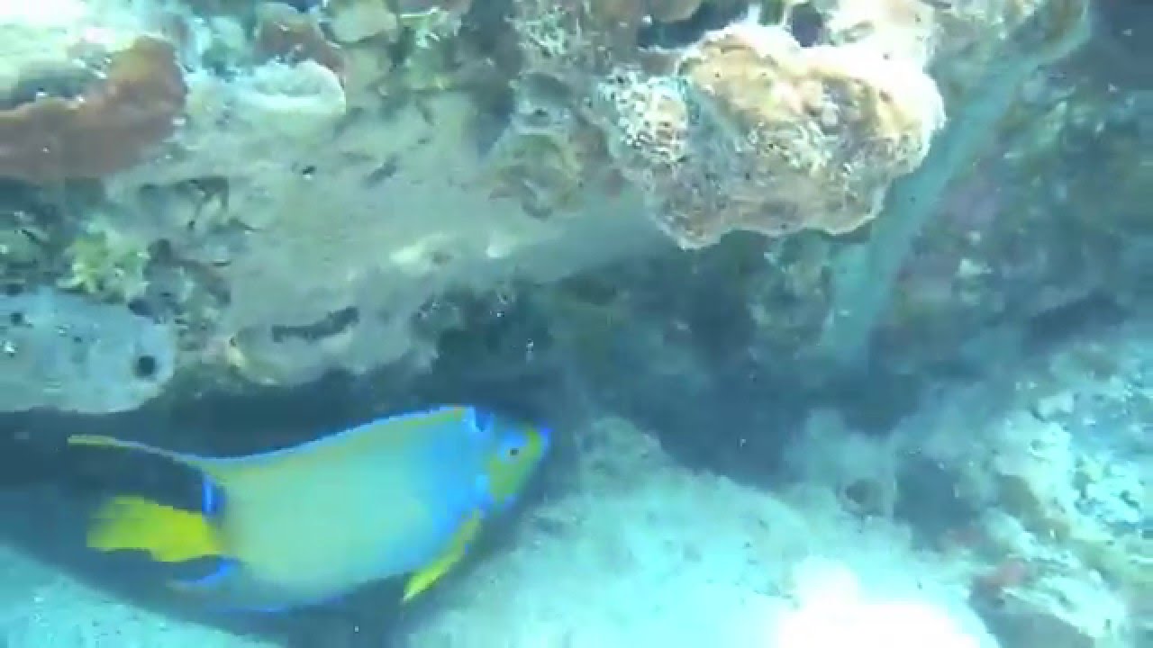 Snorkeling St John 2011