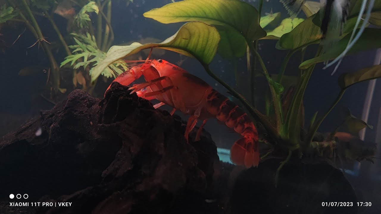 Volcano 🌋 lobster 🦞🤩#lekshiaquascspe #aqualifechannel