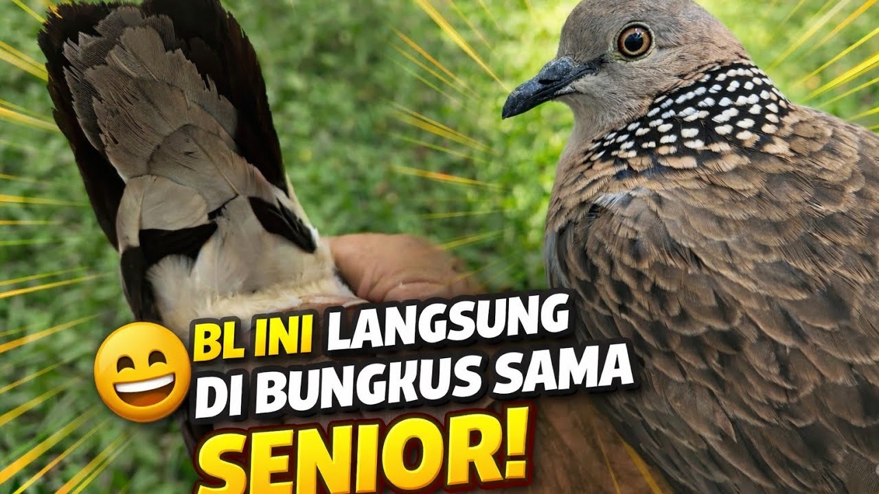 Tekukur liar / Bl Baru Langsung Dibungkus sama kawan mikat😁🔥 