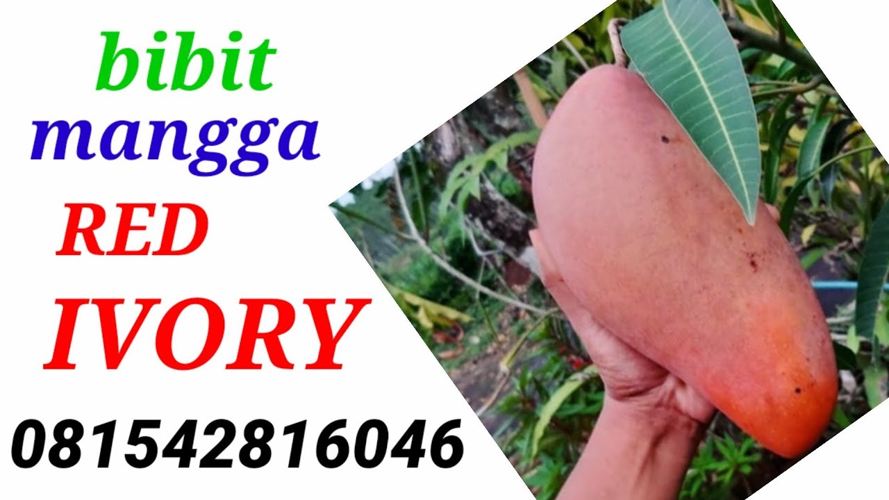 AWAS JANGAN SALAH BELI BIBIT MANGGA RED IVORY
