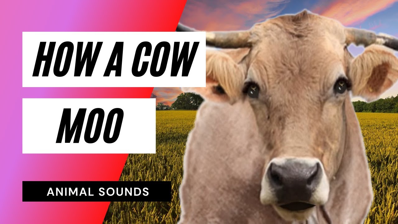 The Animal Sounds: How Cow Moo / Sound Effect / Animation 🐮