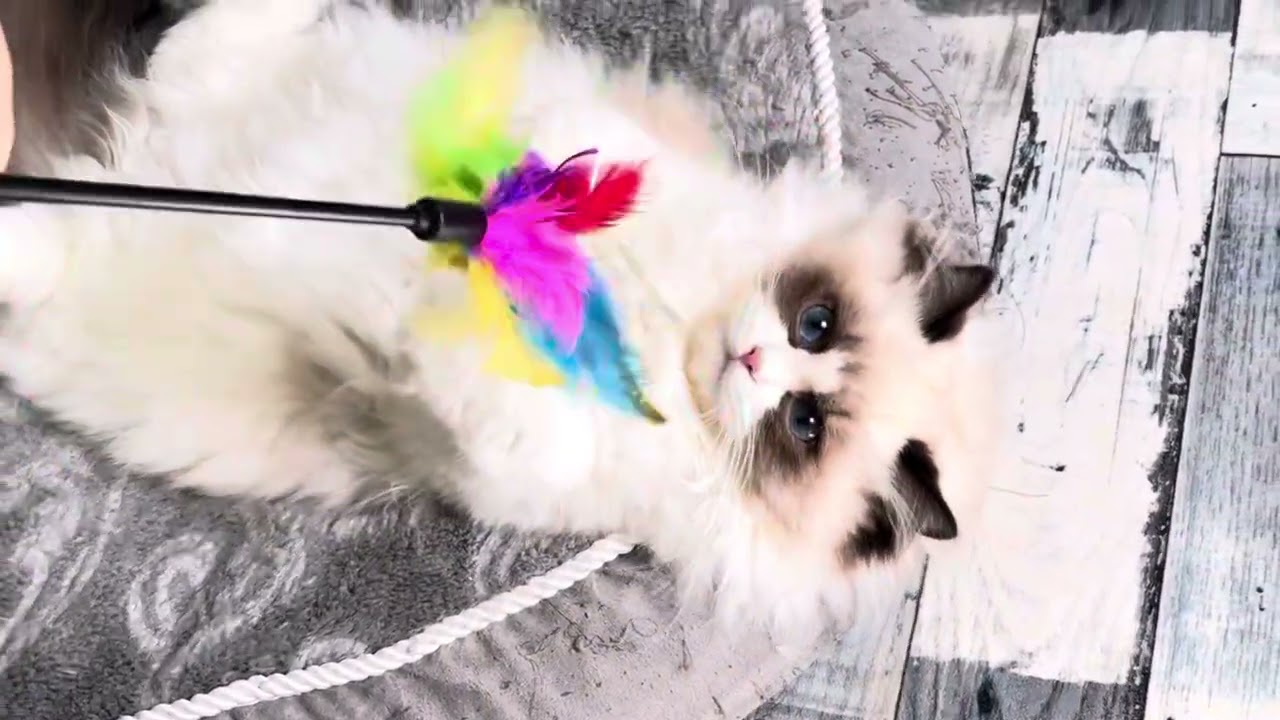 Ragdoll Seal bicolour Kitten