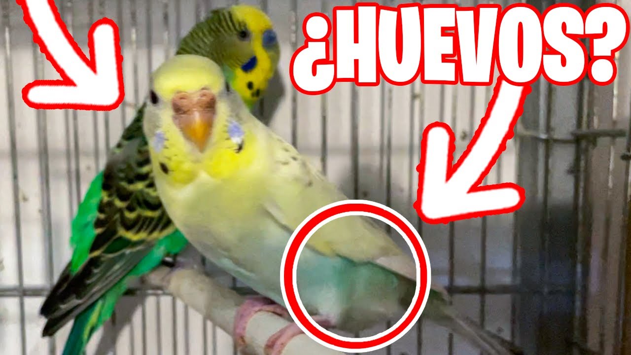 COMO SABER SI UNA HEMBRA DE PERIQUITO VA A PONER HUEVOS