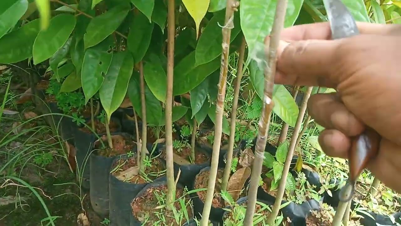 #cara #grafting #okulasi durian mudah ini hasil nya