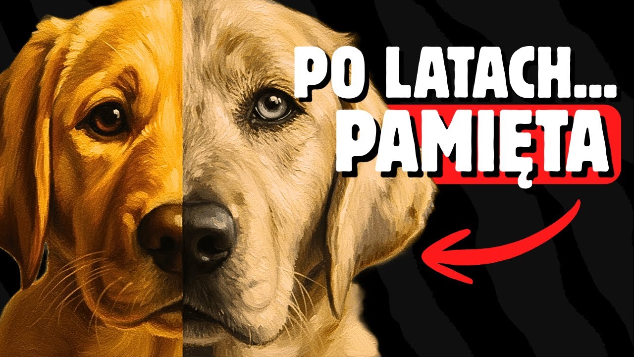5 NAJTRWALSZYCH wspomnień, które twój pies kojarzy tylko z TOBĄ