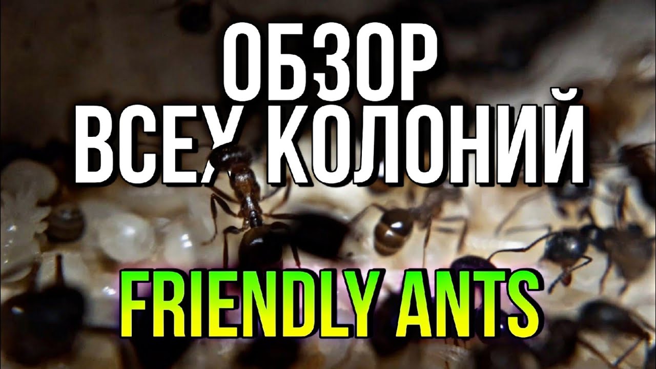 ОБЗОР ВСЕХ МОИХ КОЛОНИЙ