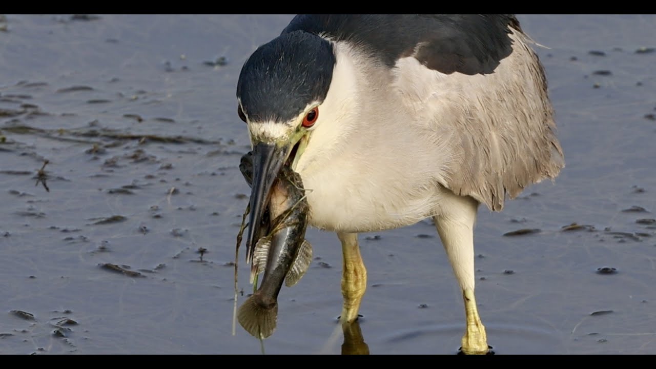 Black Crowned Night Heron, Goby assassin in beautiful light in4k