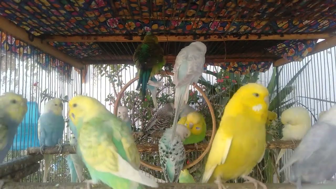 🏡 Vogelzimmer auf Budget &ndash; So schaffst du ein Paradies zu Hause 🐦  20 Minuten