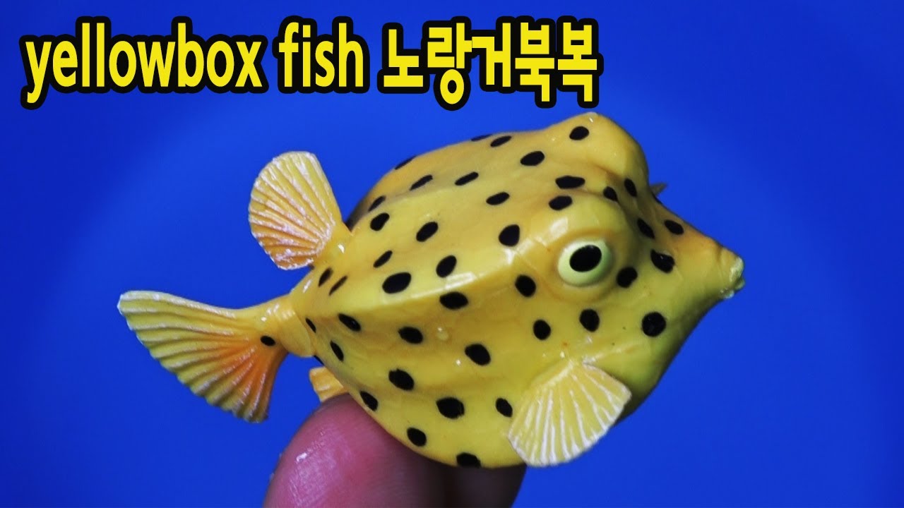 노랑거북복yellowbox fish 쇠똥구리dung beetle 특이하고 재미있는 이름을 가진 동물을 만나보세요.