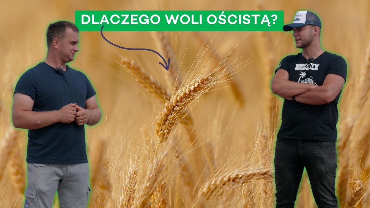 W PRZYSZŁYM ROKU WIĘCEJ PSZENICY OŚCISTEJ - PODSUMOWANIE ŻNIW U PRZEMKA - #231 nawozy nonstop